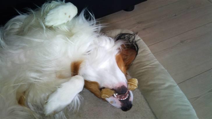 Kooikerhondje Tagas Max - jeg bliv så træt da jeg lå og tygge ben xD billede 17