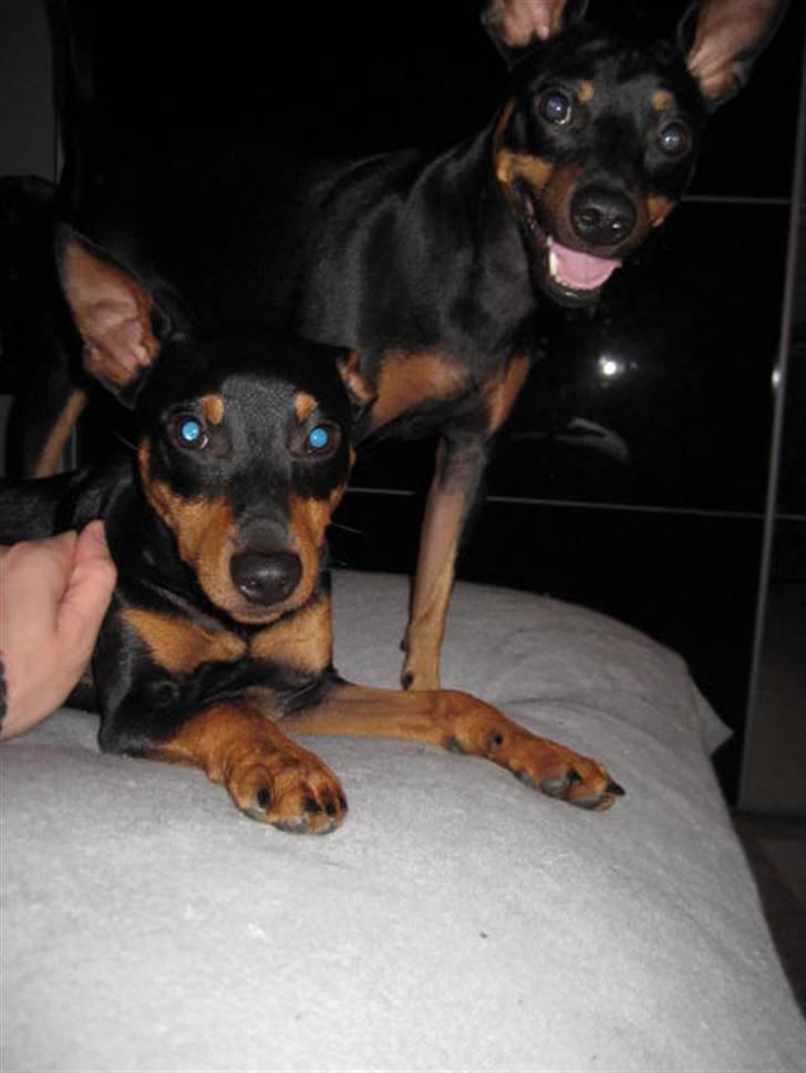 Dvaergpinscher Buster billede 1