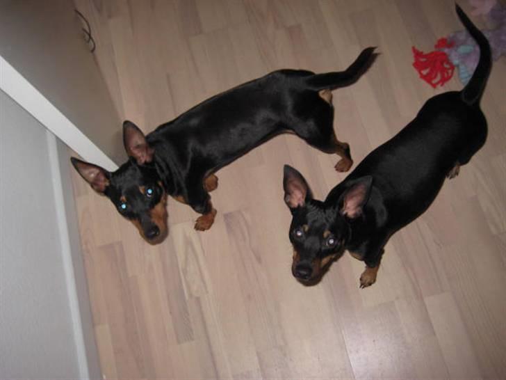 Dvaergpinscher Buster billede 2