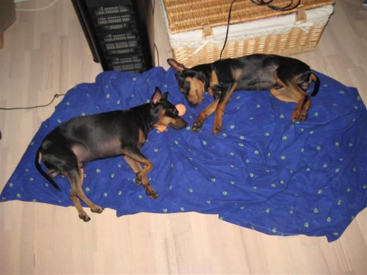 Dvaergpinscher Buster billede 3
