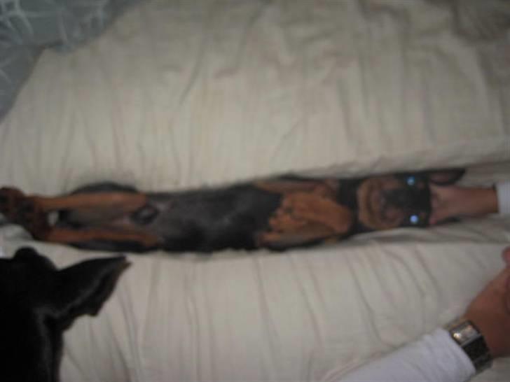 Dvaergpinscher Buster billede 4