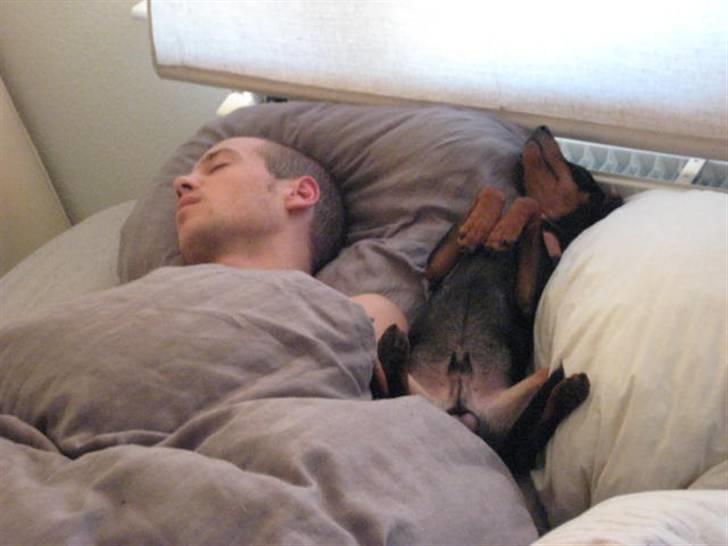 Dvaergpinscher Buster billede 5