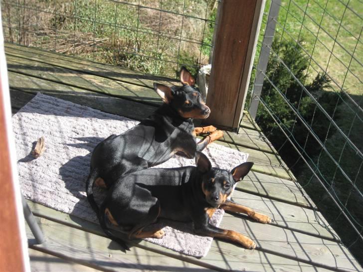 Dvaergpinscher Buster billede 6