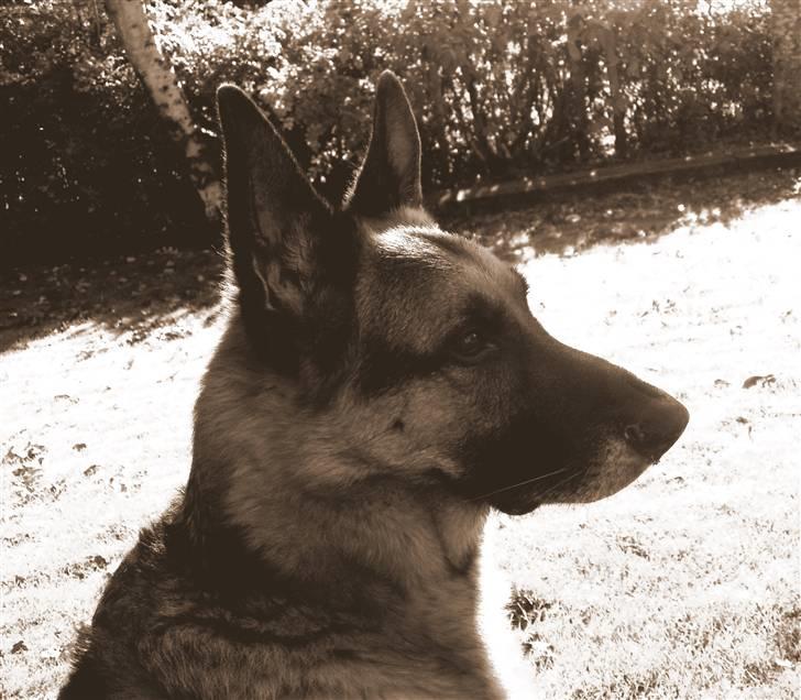 Schæferhund King *Kommisæren* billede 18