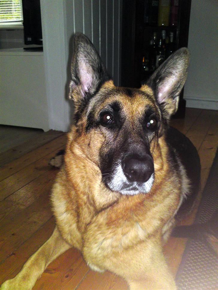 Schæferhund King *Kommisæren* billede 19