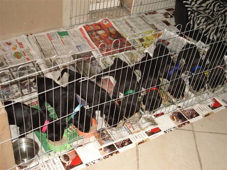 Weimaraner Hot Shoot's Eleu "Himmelhund" - 8 på stribe....*GG* billede 20