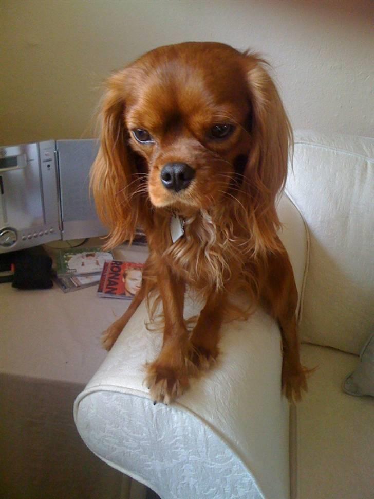 Cavalier king charles spaniel Cavalots Elvis - Elvis tigger det bedste han har lært! billede 15