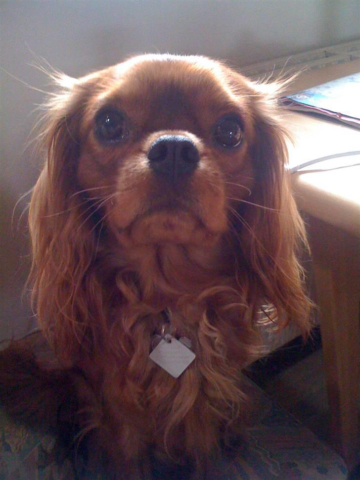 Cavalier king charles spaniel Cavalots Elvis billede 16