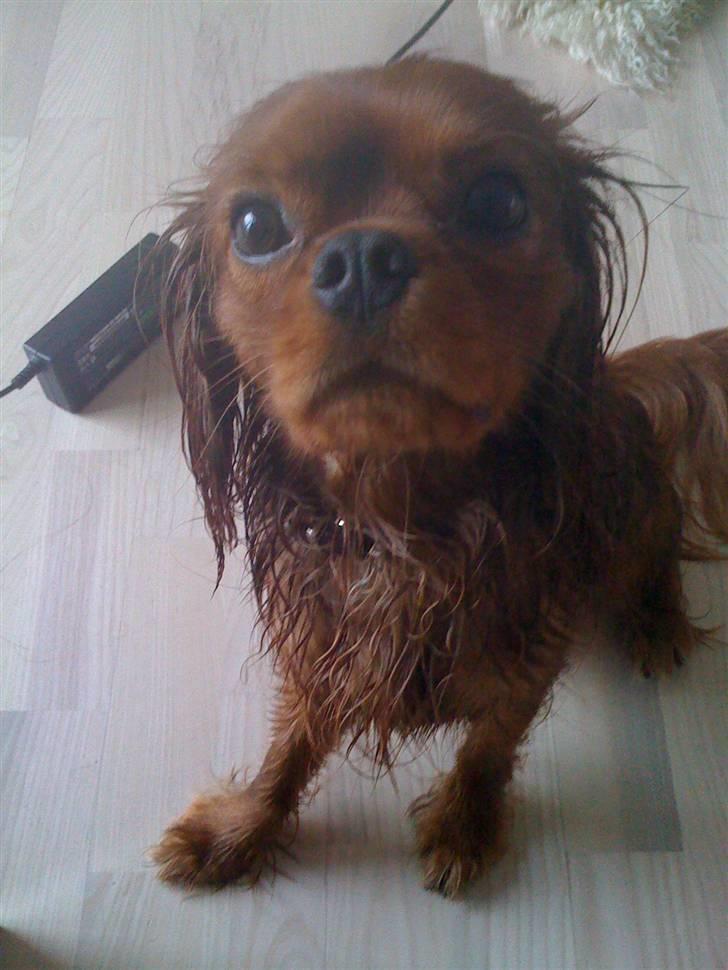 Cavalier king charles spaniel Cavalots Elvis - Elvis er den største vandhund.  billede 17