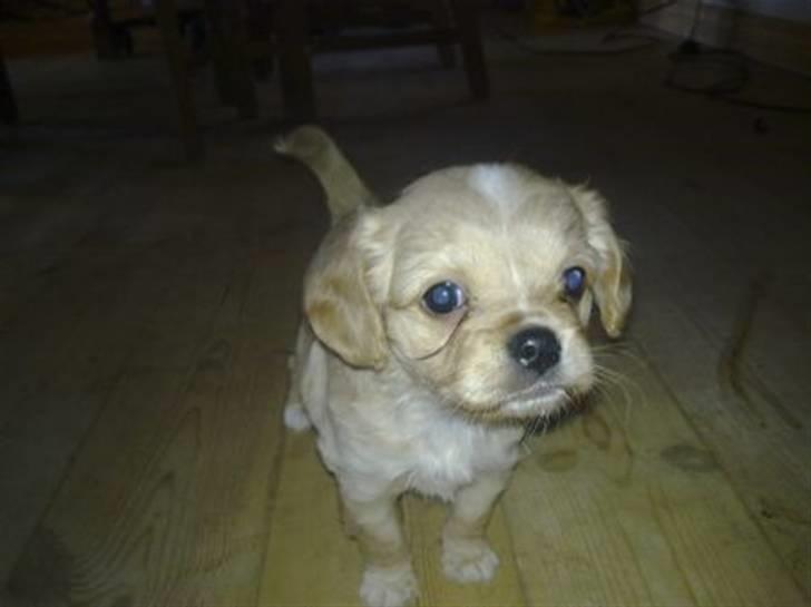 Blanding af racer ?? billede 1