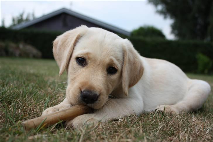 Labrador retriever Tulle billede 1