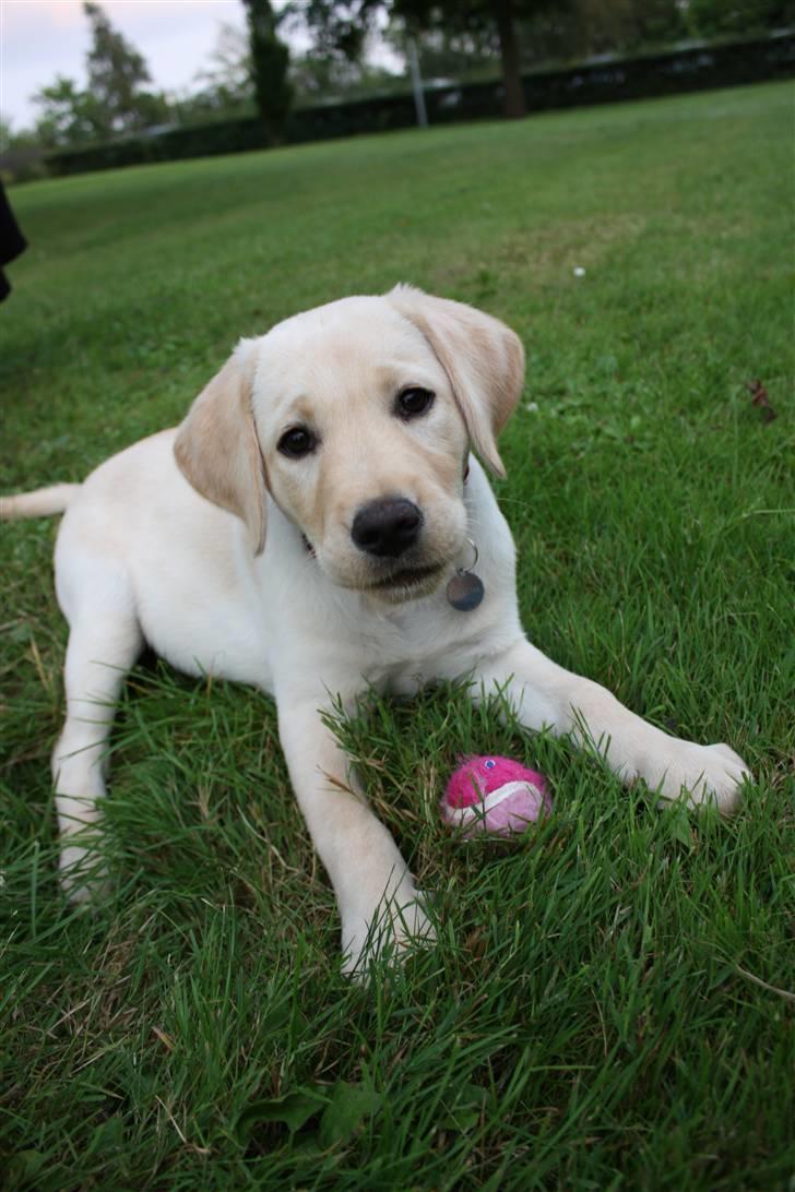 Labrador retriever Tulle billede 2