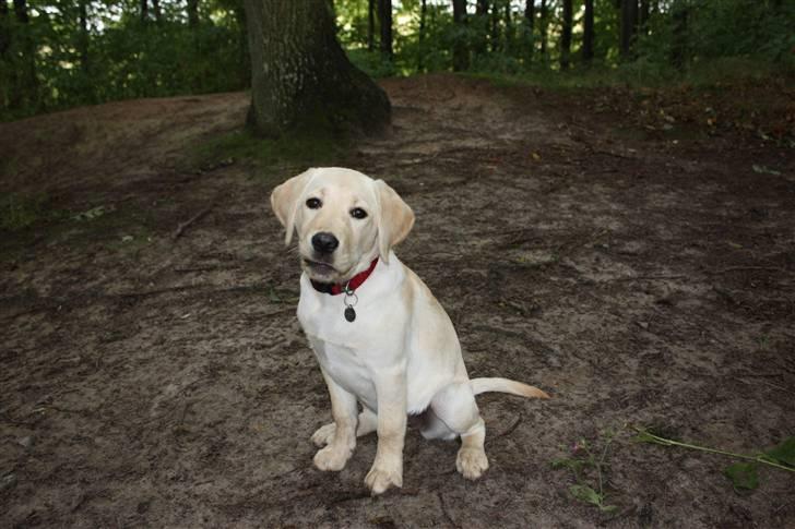 Labrador retriever Tulle billede 3