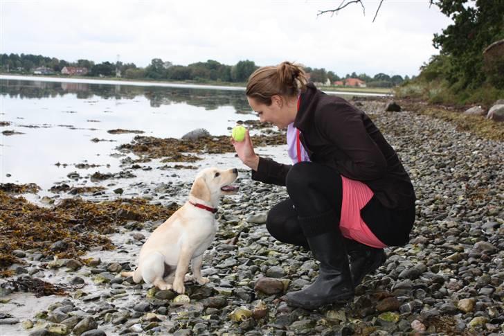 Labrador retriever Tulle billede 4