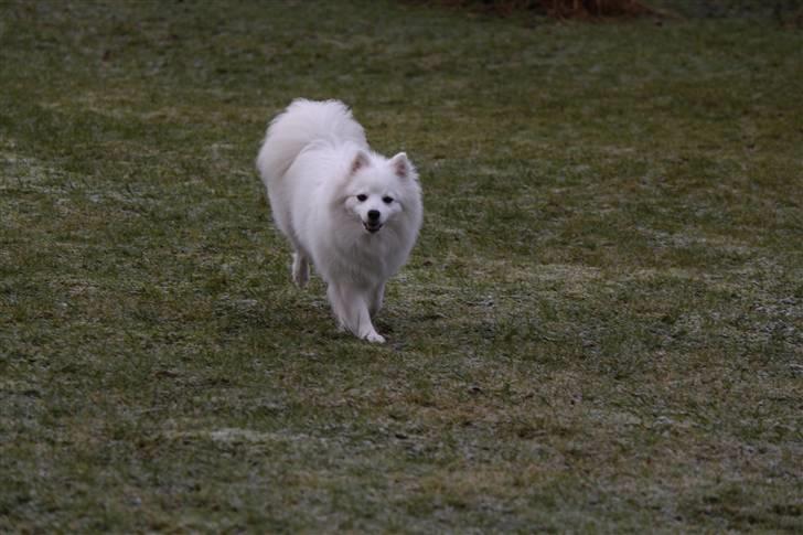 Japansk spids Aisuru Genki, "Coco" (2009-2020) - 11: Coco på farten. billede 10