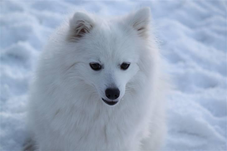 Japansk spids Aisuru Genki, "Coco" (2009-2020) - 15: Coco i sneen.  billede 13