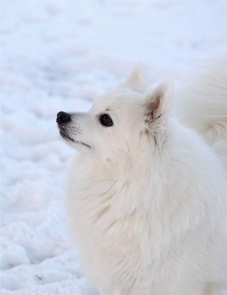 Japansk spids Aisuru Genki, "Coco" (2009-2020) - 18: Coco i sneen. billede 16