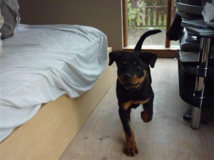 Rottweiler ballou billede 6