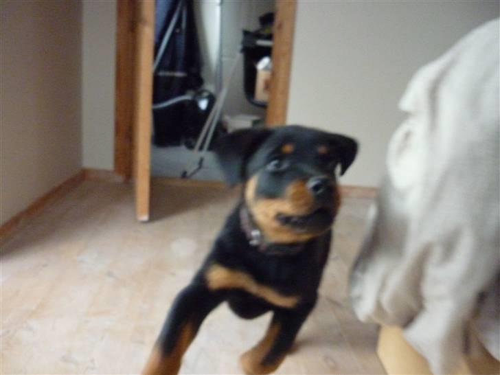 Rottweiler ballou billede 7