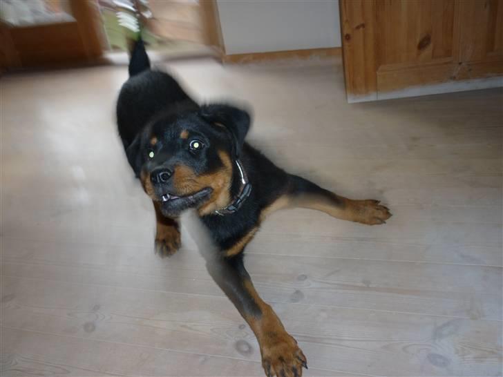 Rottweiler ballou billede 8