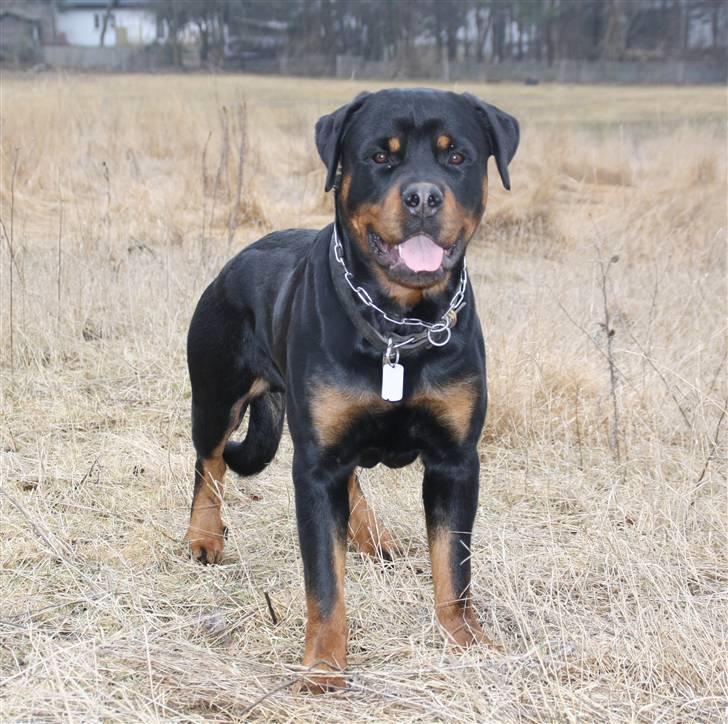 Rottweiler Barni - 10 mdr billede 14
