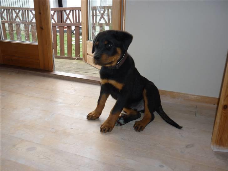 Rottweiler ballou billede 9