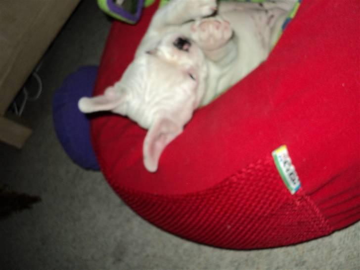 Fransk bulldog Fru. ludvigsen billede 11