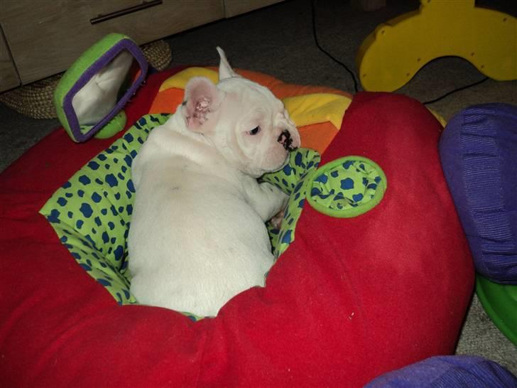 Fransk bulldog Fru. ludvigsen billede 12