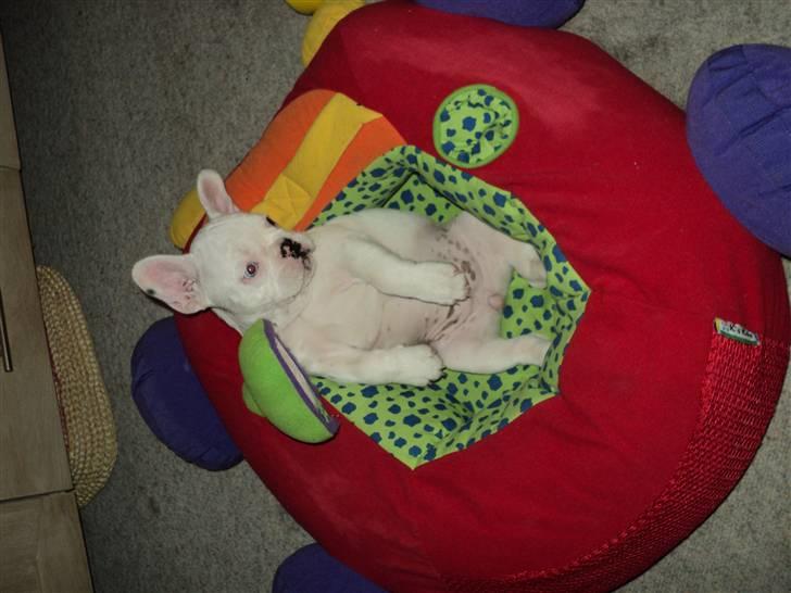 Fransk bulldog Fru. ludvigsen - se lige mig billede 13