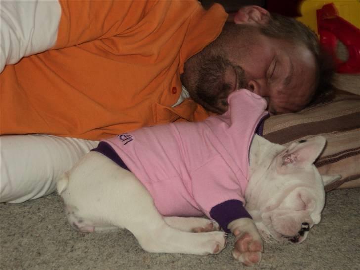 Fransk bulldog Fru. ludvigsen - dejligt og sove :-)  billede 14