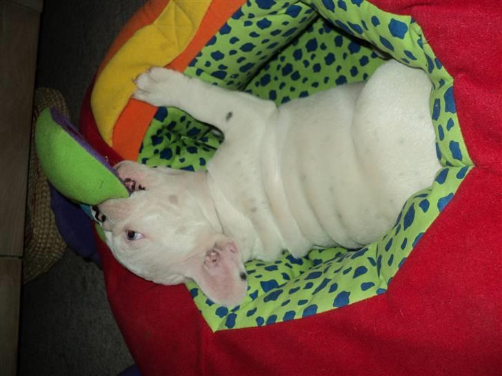 Fransk bulldog Fru. ludvigsen billede 16