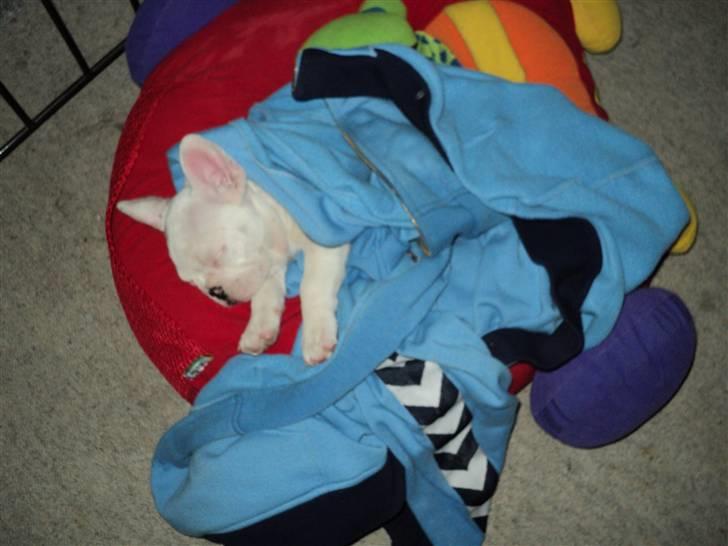 Fransk bulldog Fru. ludvigsen billede 17