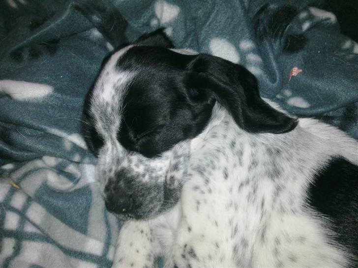 Blanding af racer Tika billede 1