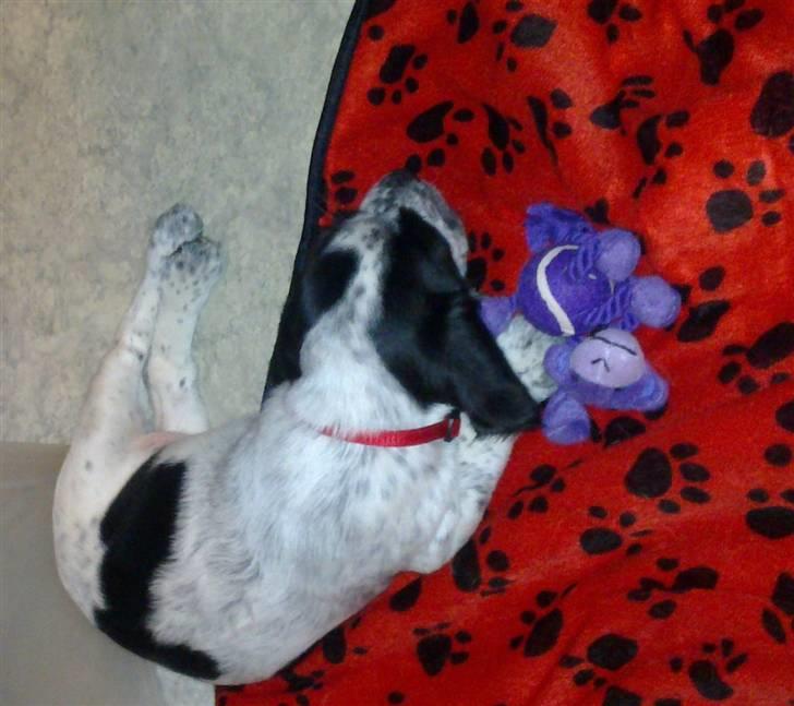 Blanding af racer Tika - Sover med yndlings legetøjet billede 2