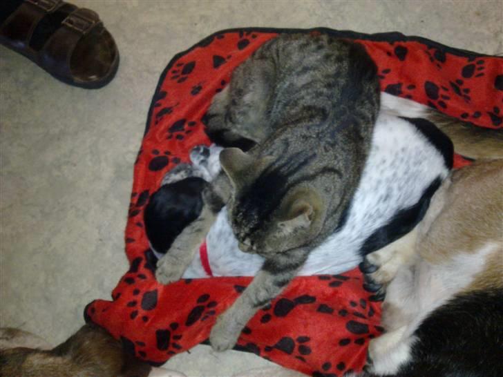 Blanding af racer Tika - Hygge med katten billede 4