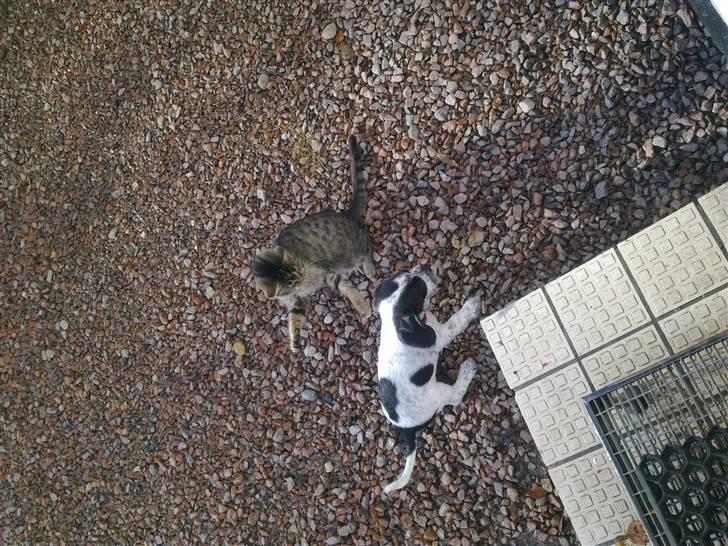 Blanding af racer Tika billede 5