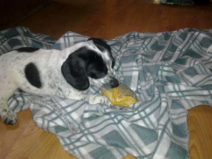 Blanding af racer Tika - Godt med noget at bide i billede 6