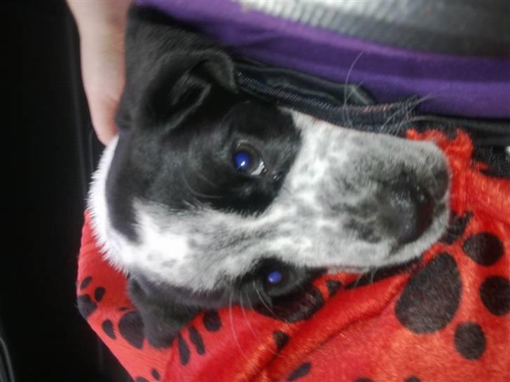 Blanding af racer Tika - På vej hjem, da vi hentede hende billede 7