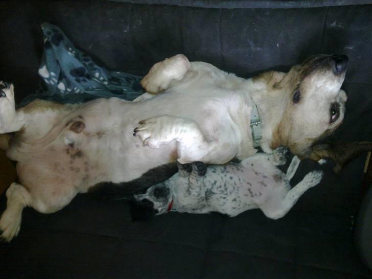 Blanding af racer Tika - Dejlig lur billede 8