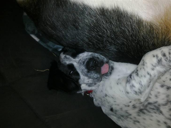 Blanding af racer Tika - Hun er så sød, sutter på tungen når hun sover ;) billede 9