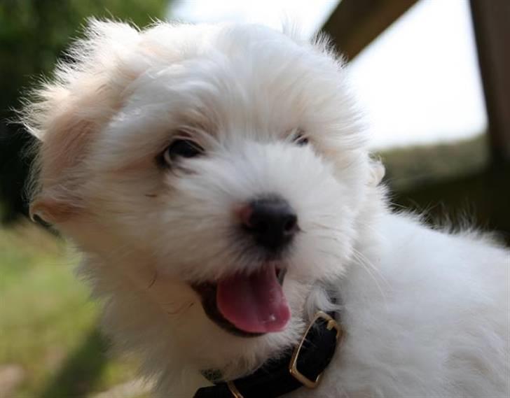 Coton de tulear Carlo Uno *Min bamse* billede 1