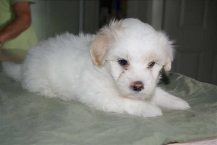 Coton de tulear Carlo Uno *Min bamse* billede 2