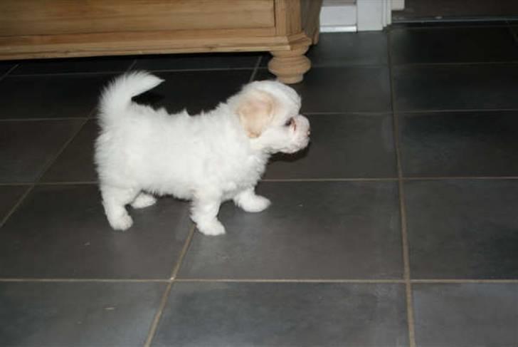 Coton de tulear Carlo Uno *Min bamse* billede 3