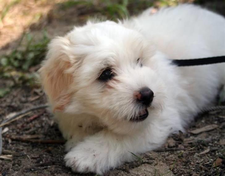 Coton de tulear Carlo Uno *Min bamse* billede 4