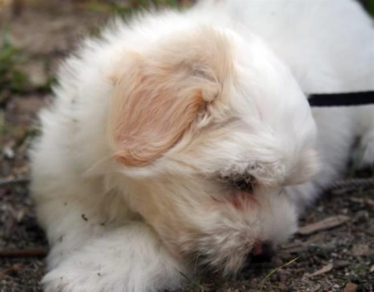 Coton de tulear Carlo Uno *Min bamse* billede 5