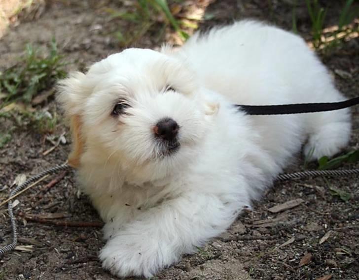 Coton de tulear Carlo Uno *Min bamse* billede 6