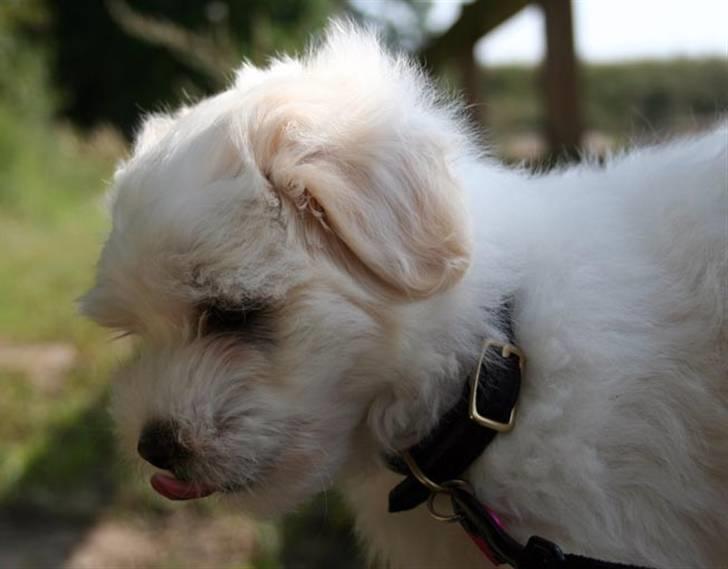 Coton de tulear Carlo Uno *Min bamse* billede 7