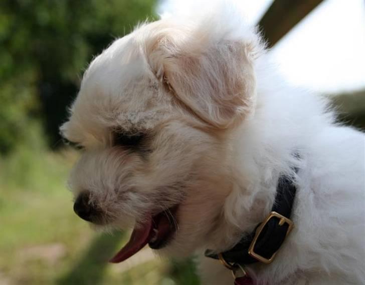 Coton de tulear Carlo Uno *Min bamse* billede 8