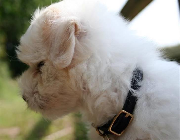 Coton de tulear Carlo Uno *Min bamse* billede 9