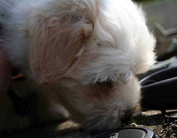 Coton de tulear Carlo Uno *Min bamse* billede 10